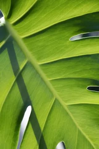 Green Leaf