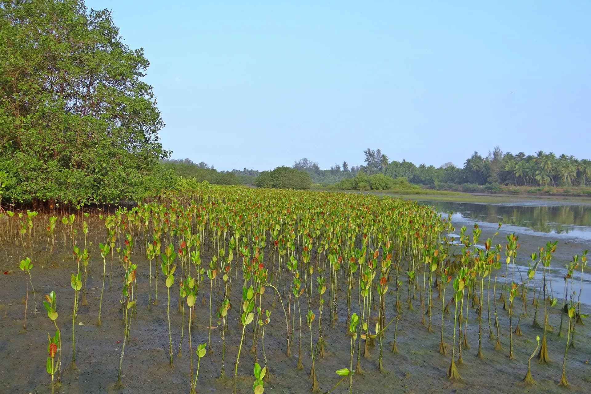 NÔNG NGHIỆP VÀ LÂM NGHIỆP CARBON THẤP